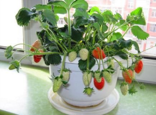 夏季草莓怎样才能结果,夏季露天阳台盆栽草莓