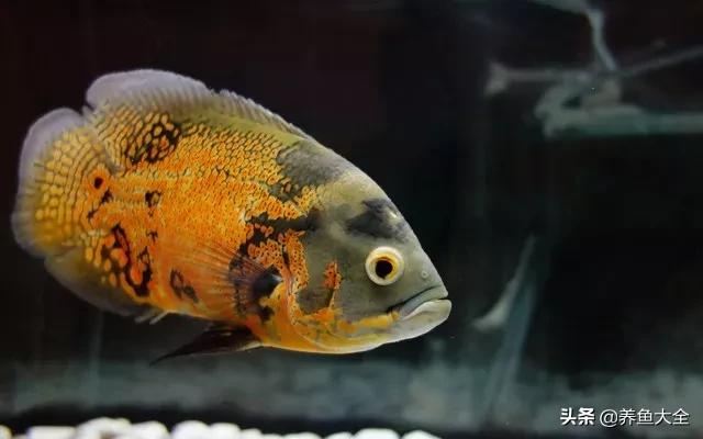 鱼缸观赏鱼哪个最好养,最好养的十种观赏鱼