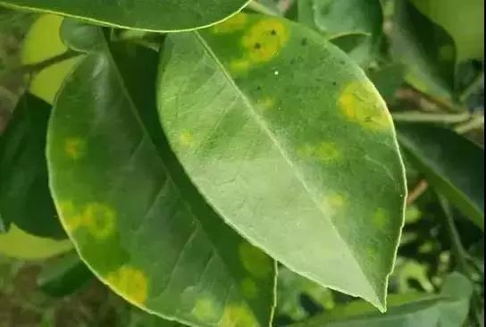 柑橘脂点黄斑病会使果实开裂吗,柑橘脂点黄斑病打什么农药