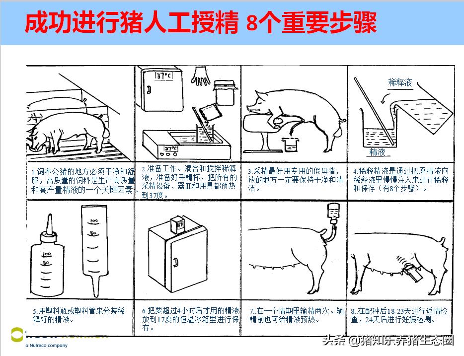 猪授精的正确方法,猪授精的正确方法是什么