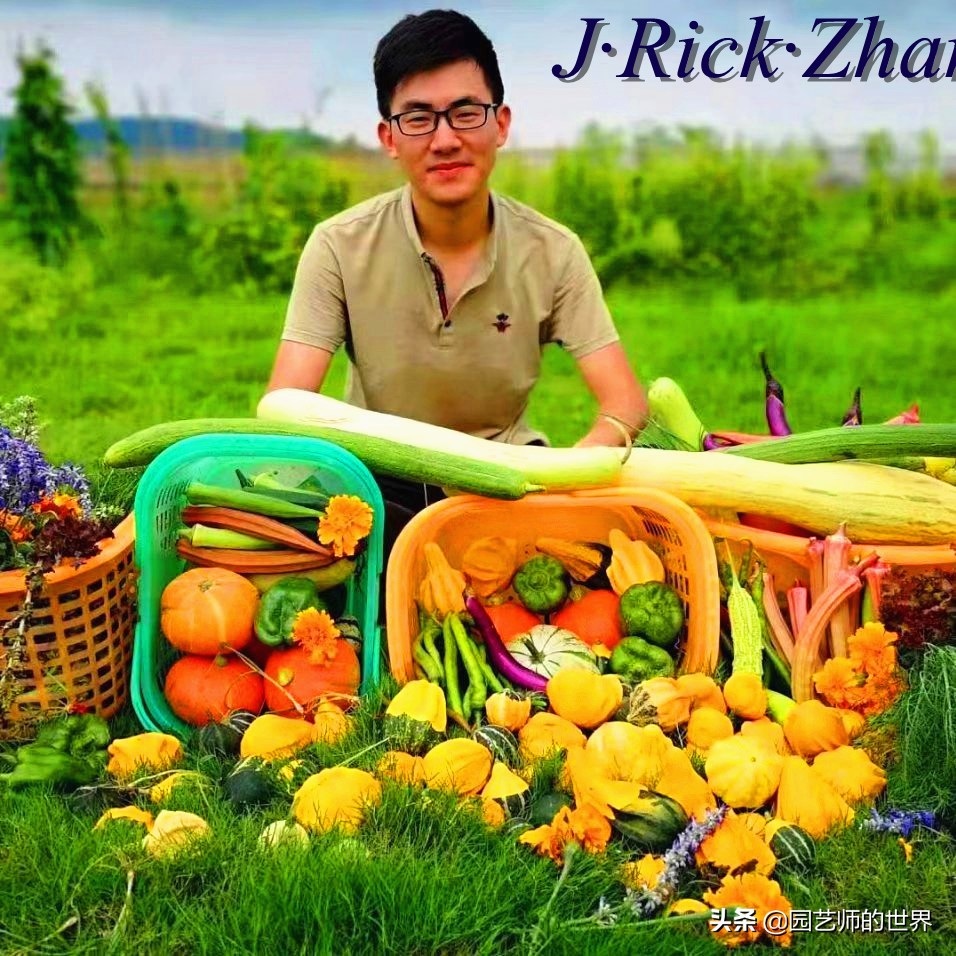 城市蔬菜园景观设计,蔬菜花园造型