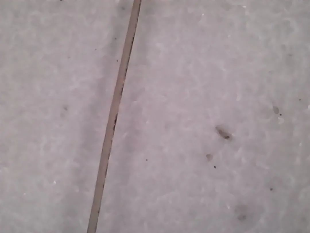 暑假孩子玩手机不如打篮球吧,儿童显微镜放大蚂蚁120倍