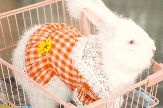 兔子馆三里屯,深圳三里屯兔子馆