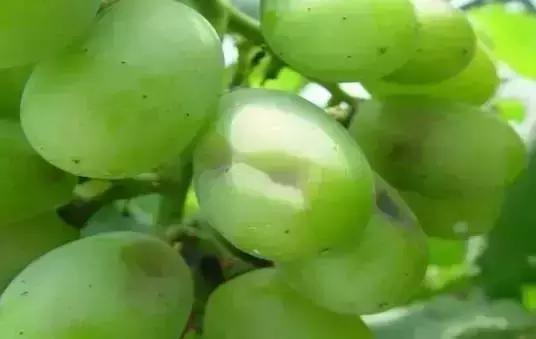 葡萄日灼最佳治疗方法,葡萄套袋可以避免日灼和气灼吗