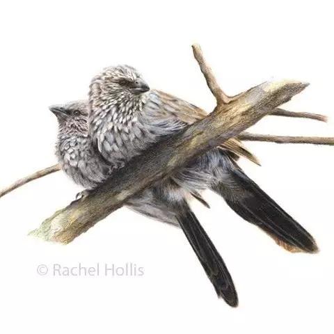 画鸟彩铅教程,画鸟彩铅