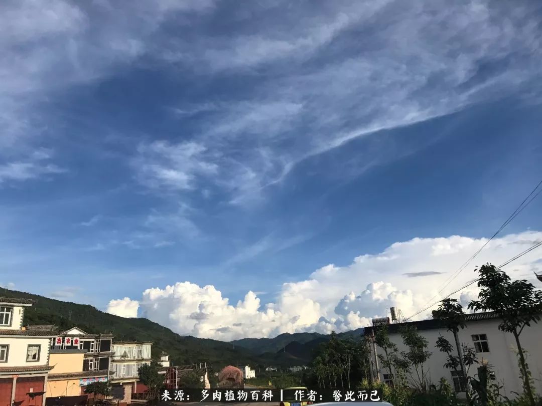 小警察的乌木：红与黑的霸气之美！