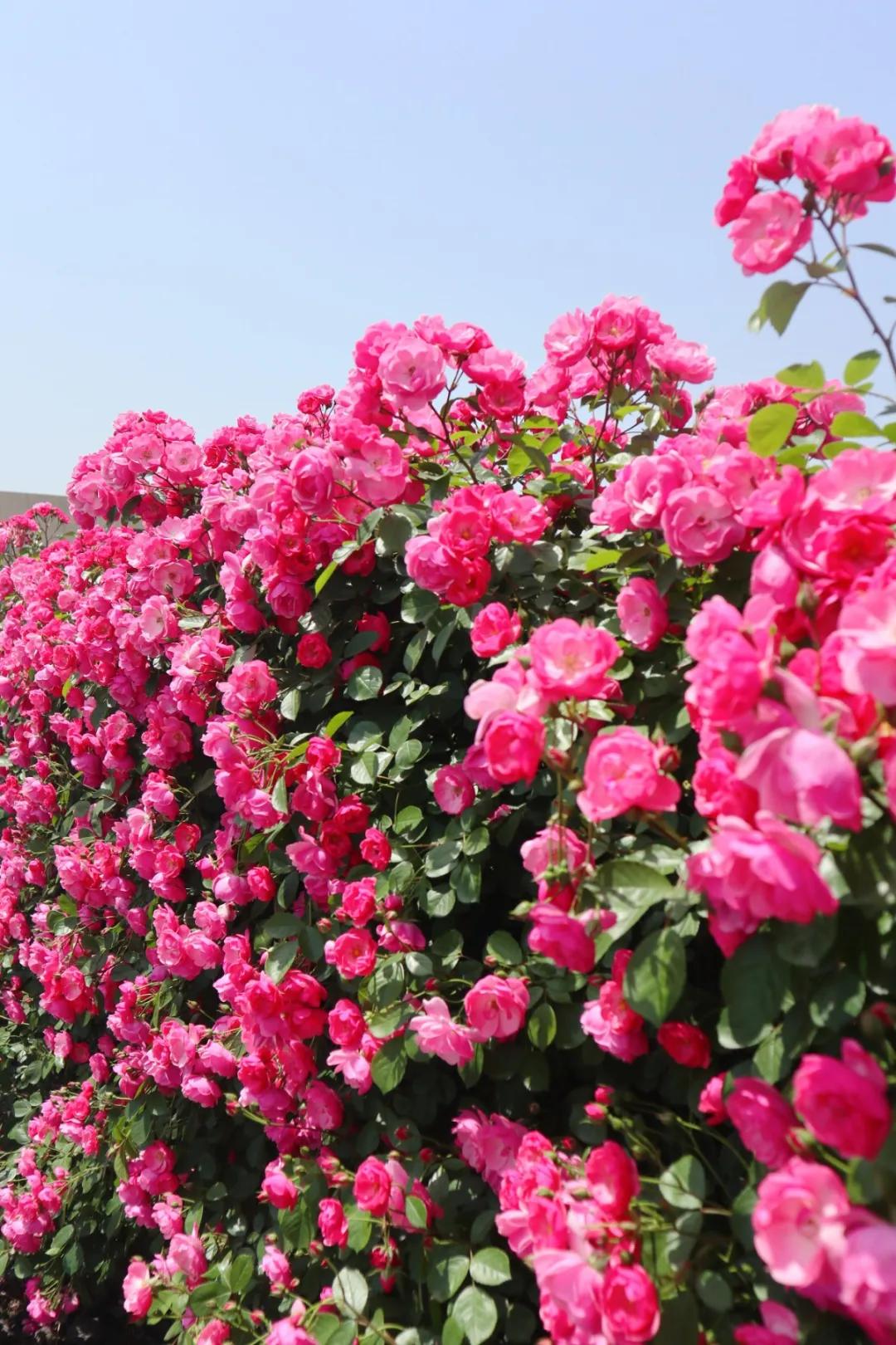 花展的意义,花展布展情况介绍