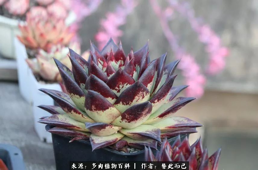 小警察的乌木：红与黑的霸气之美！