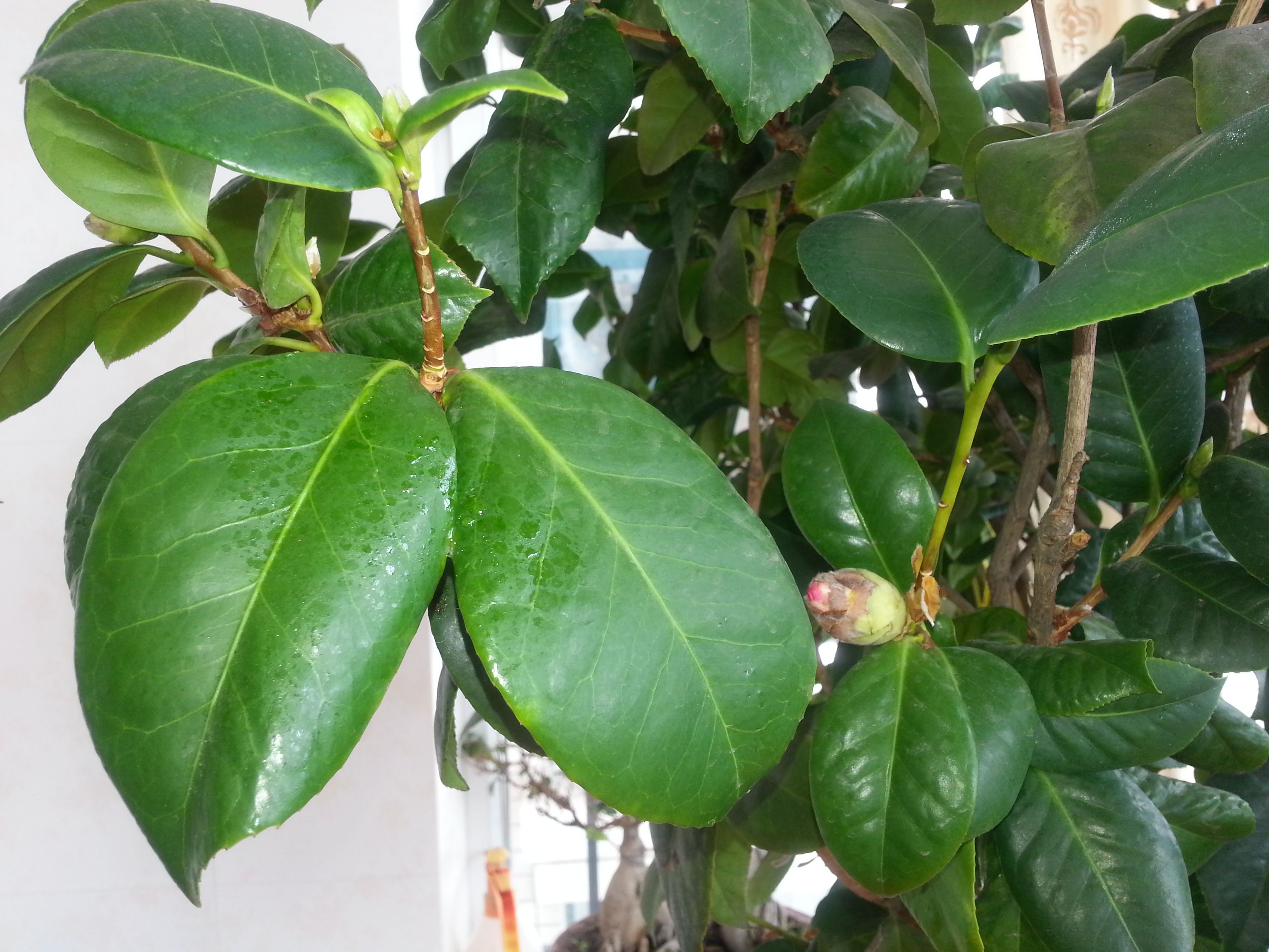 茶花掉叶子是怎么了,茶花掉绿叶子