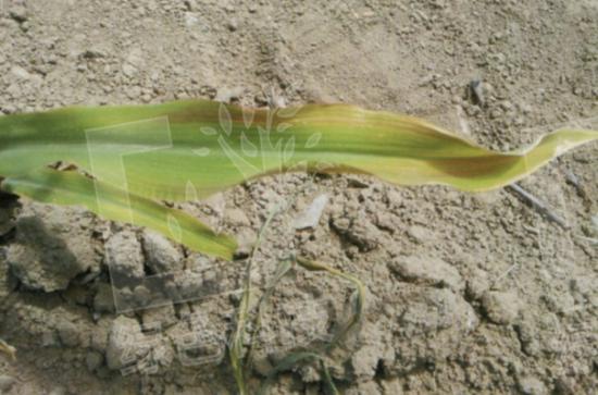 玉米缺磷影响,玉米缺磷的主要症状及原因