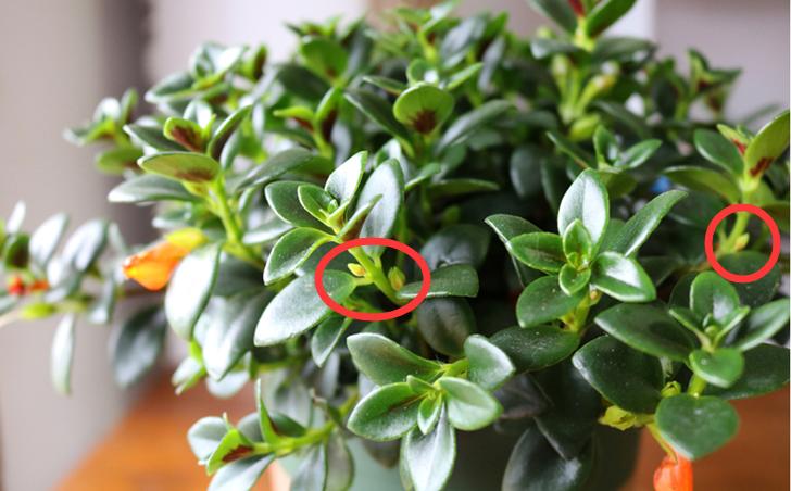 金鱼吊兰怎么养护能发新枝多开花,金鱼吊兰冬天怎样养才能花开爆盆