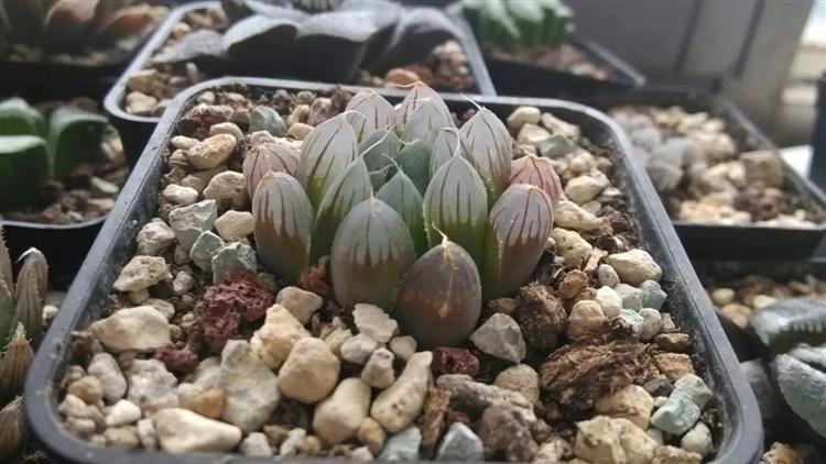 万象十二卷多肉怎么繁殖,多肉十二卷的养殖方法和注意事项