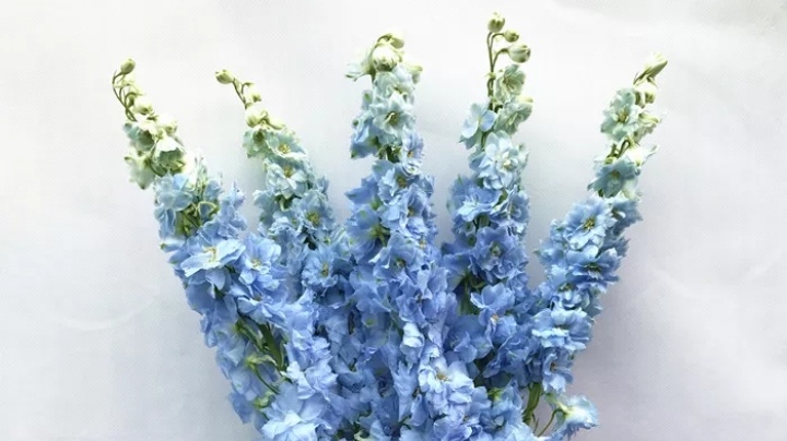 五种常见花材有什么颜色,常见绿色花材