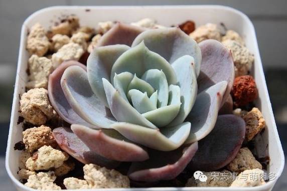 多肉月影系有哪些品种,月影系多肉品种大全