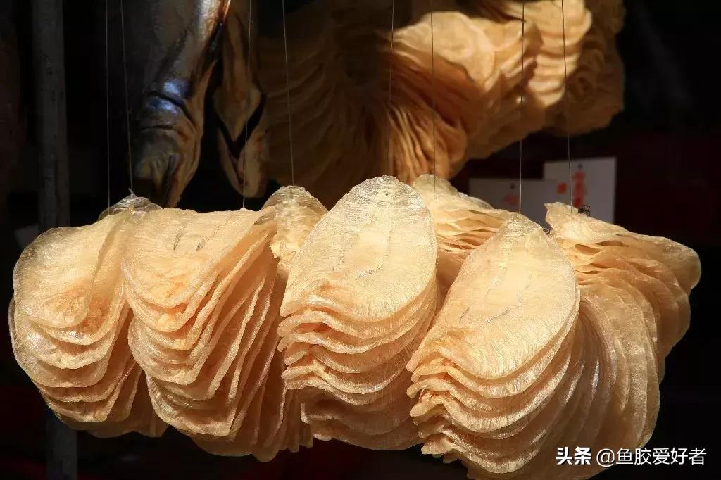 鱼胶小白入门,鱼胶讲解直播