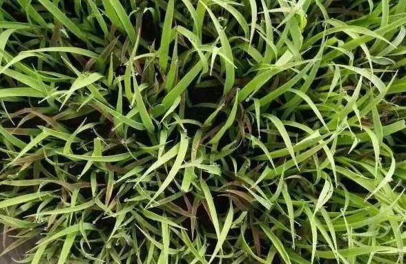 水稻秧苗红叶怎么办,水稻早期红叶病怎么回事