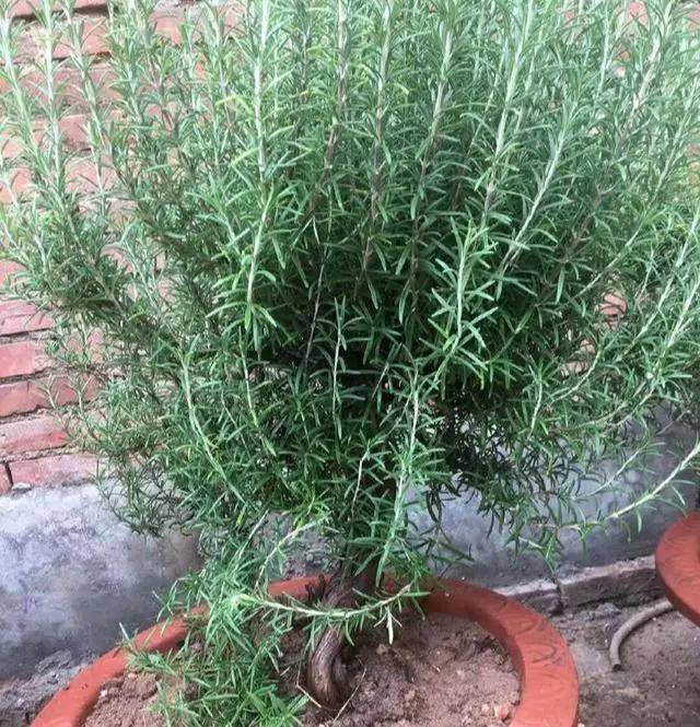 驱蚊效果好又耐养的花,驱蚊的花哪一种最好养