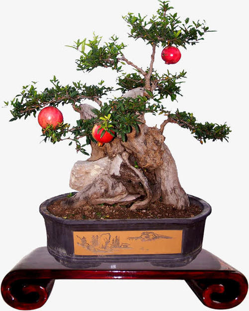 除了石榴还有什么象征多子多福,石榴代表多子多福桃子代表什么