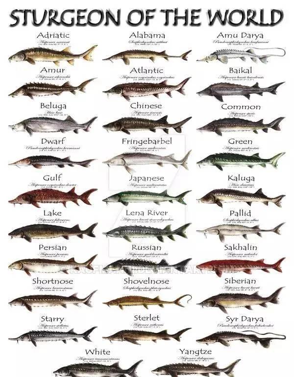 最大的鲟鳇鱼90000斤照片,鲟鳇鱼淡水之王