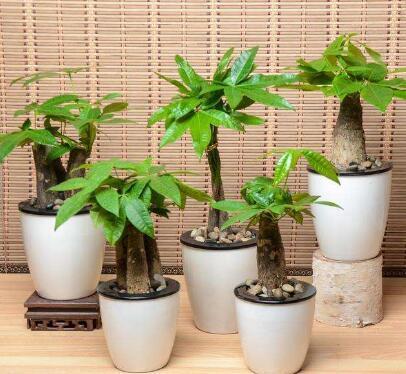 冬天给发财树叶面浇水的最佳时间,零度左右发财树冬天浇水吗