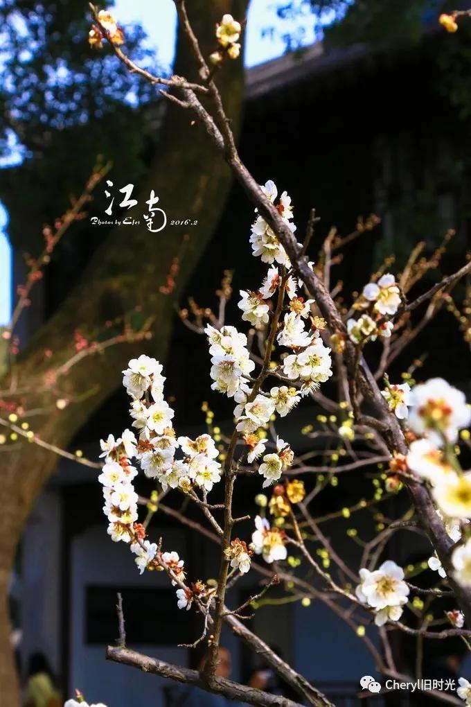 苏州旅游值得去的景点,去苏州旅游攻略最好的景点