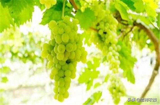 大青葡萄栽培方面的知识要点，你都会吗？来学学种植管理