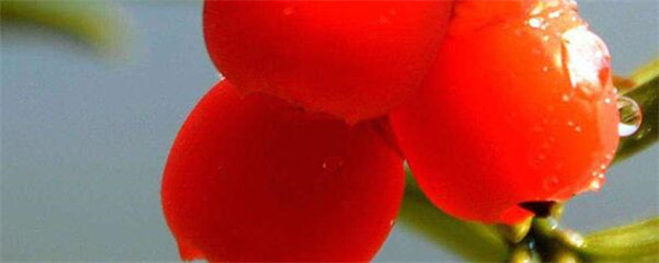 红豆杉干枯掉叶子怎么办,红豆杉干叶掉叶咋回事