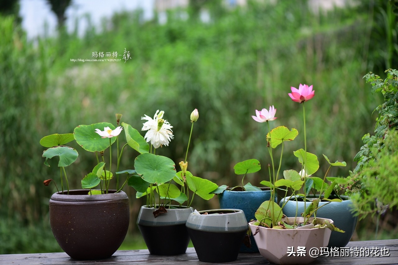 花园里四季常青的树,花园里四季都绿的植物