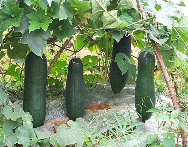 露天栽冬瓜不搭架子怎样能高产,白皮冬瓜种植高产技术视频