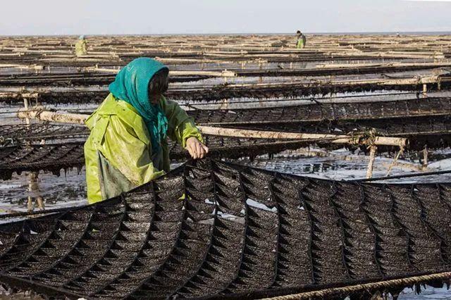 紫菜和海苔区别图解,海苔就是紫菜炒一下吗