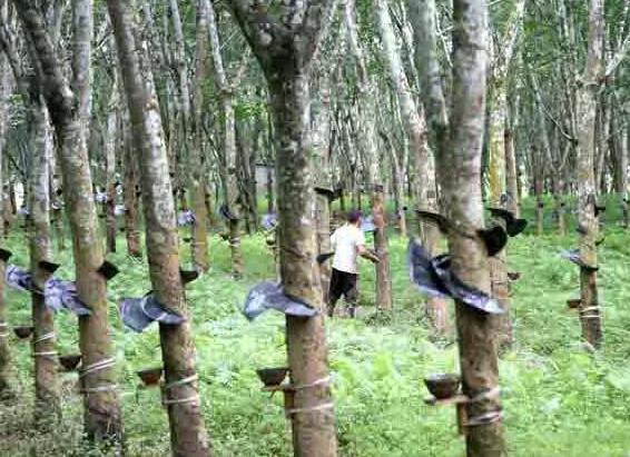 东南亚天然橡胶最新资讯,天然橡胶市场低迷的原因