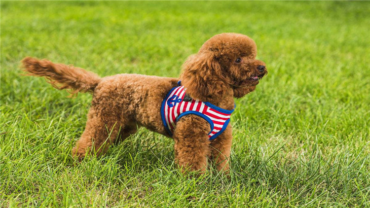 了解这几个知识，你会跟泰迪相处得更愉快