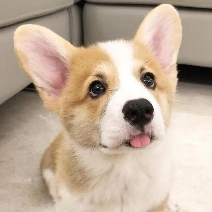 养狗值得吗知乎,新手养狗不建议养吗知乎