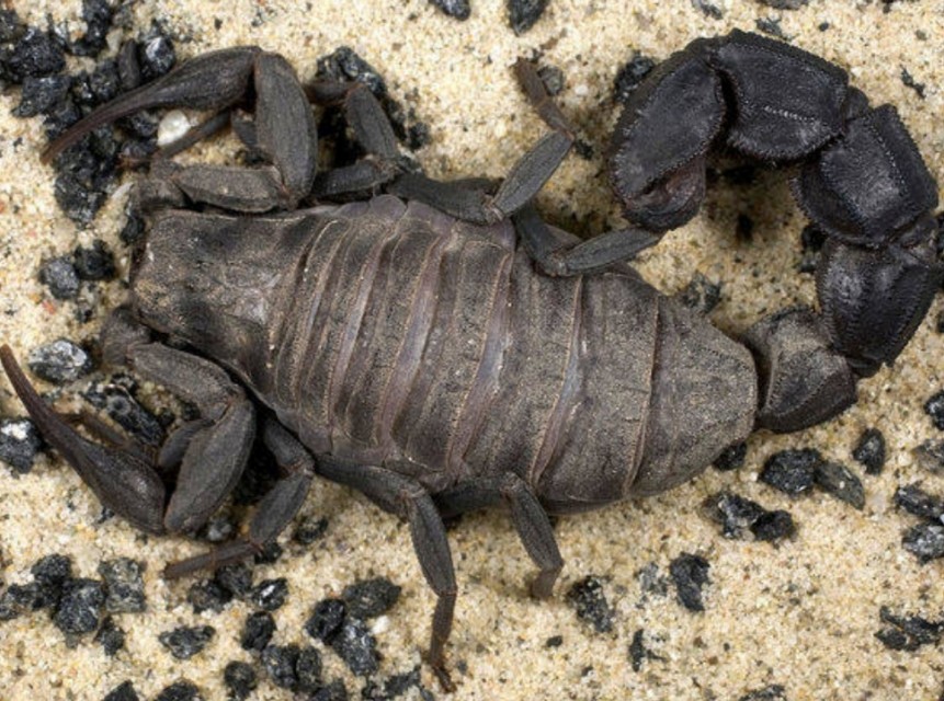 蝎子王的可怕之处,蝎子王都有哪些