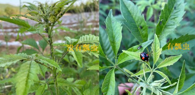 蚜虫的天敌是七星瓢虫吗,七星瓢虫为什么是蚜虫的克星