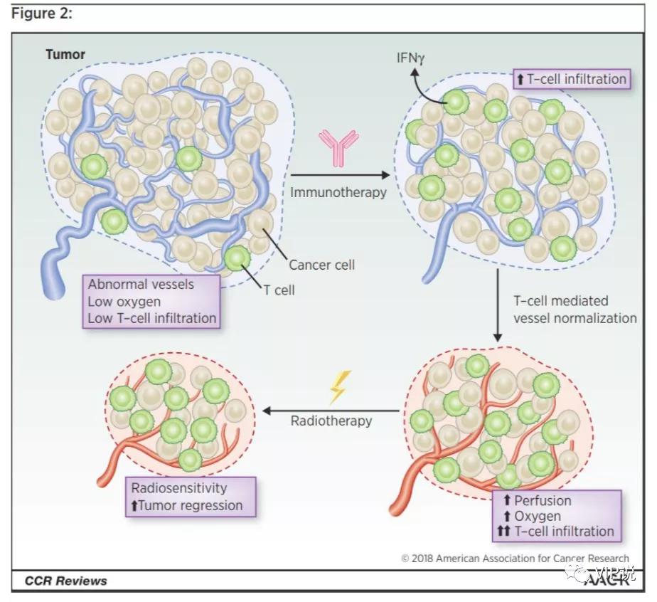 免疫诱导作用,免疫诱导药物有哪些