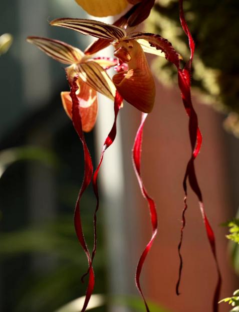 君子兰吊兰蝴蝶兰的图片,吊兰属不属于兰花的一种