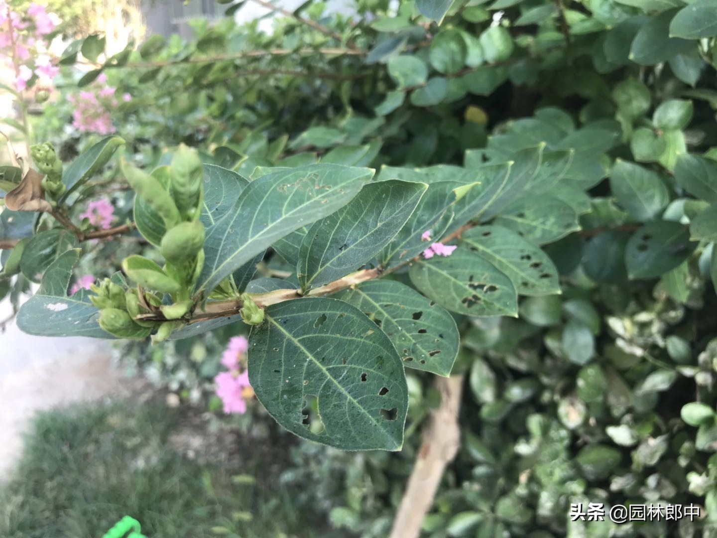 盆栽紫薇叶片发黄落叶是什么原因,紫薇叶子有白灰怎么回事