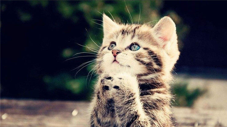 养猫怎么解决猫咪大小便,猫咪怎么养才能学会上厕所