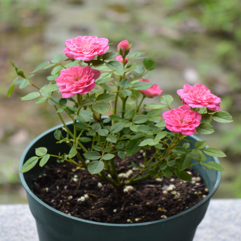 花卉绿植盆栽白色恋人,小小植物盆栽既可爱又好养活