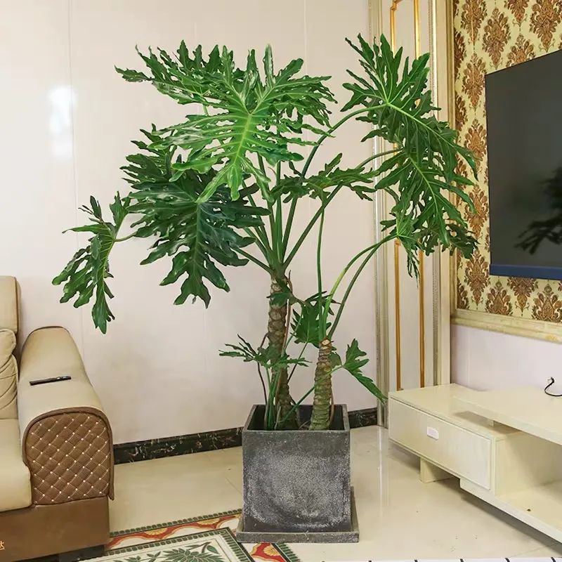 家里客厅好养又旺宅的树,客厅养什么树风水最好