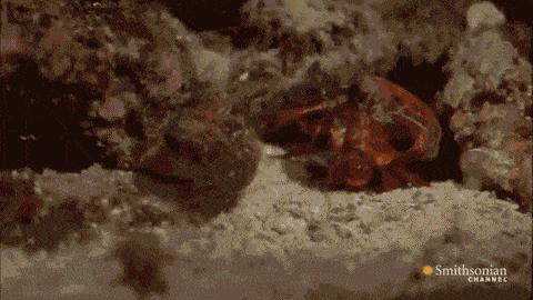 如何挑选皮皮虾的正确方法,皮皮虾该怎么选到母的