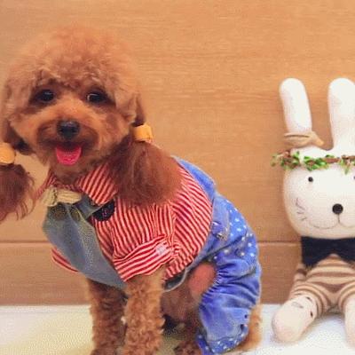 泰迪犬生理期出血多怎么办,泰迪狗狗来生理期怎么办