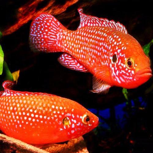 三湖鱼打架,三湖慈鲷鱼打架怎么办