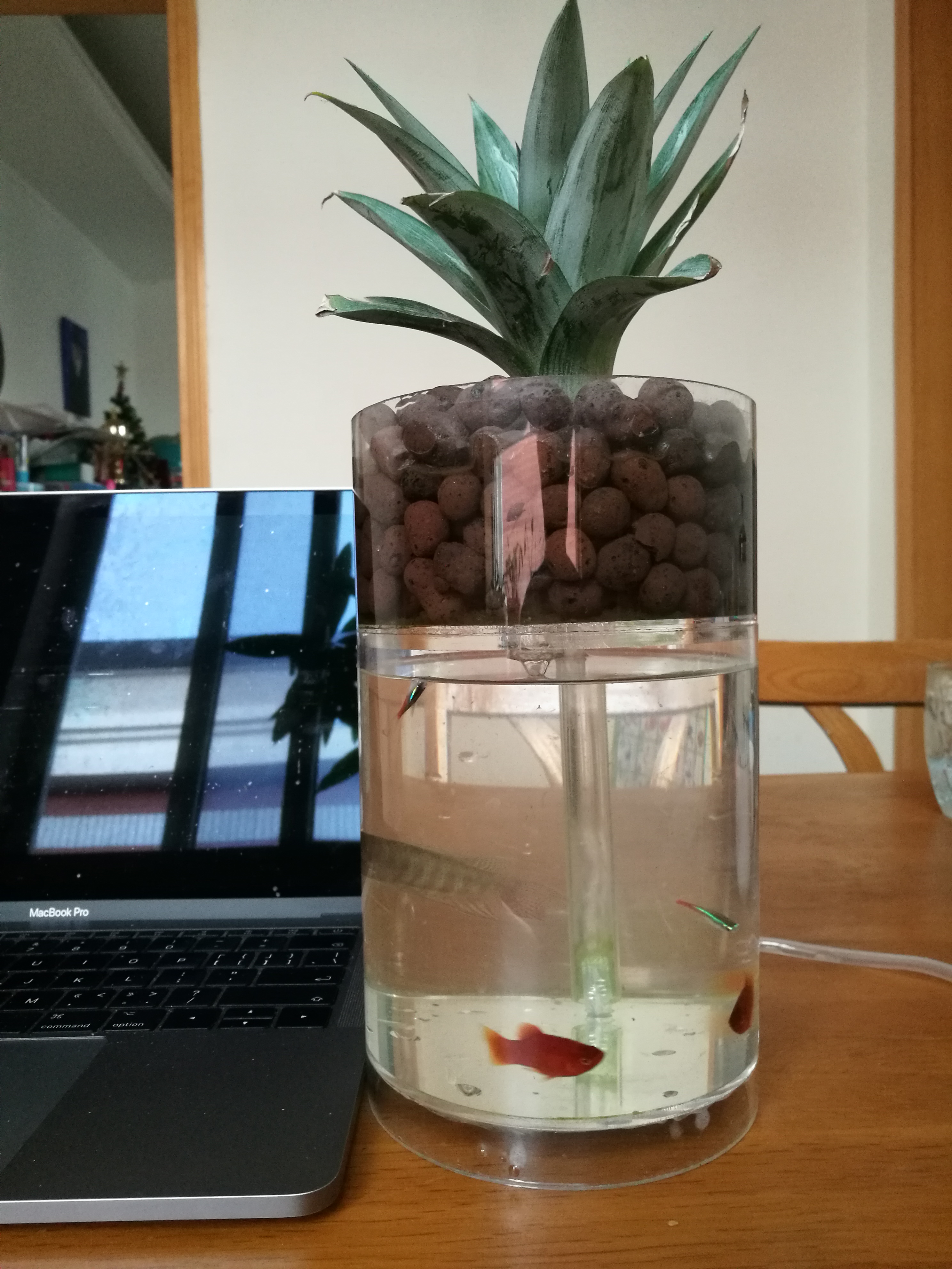 自制免换水生态鱼缸小型,自制自循环生态鱼缸