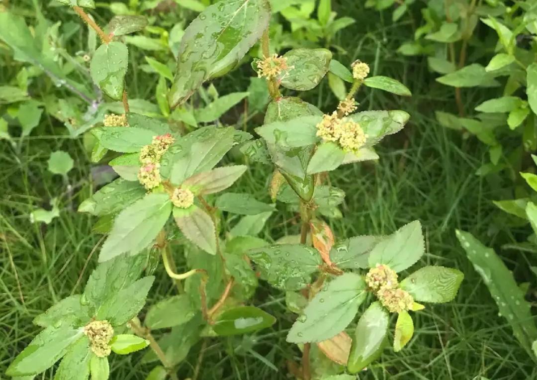 揭秘|这家中医院的“后花园”竟长着30多种野生中草药!