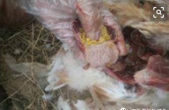 蛋鸡霉菌侵害生殖系统怎么治疗,蛋鸡养殖中霉菌毒素的危害和治疗