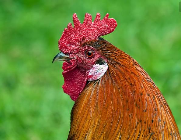 养殖鸡的粪便如何处理,鸡养殖技术鸡拉白便怎么办