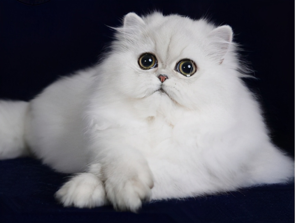 猫咪去耳螨药物推荐,猫咪患耳螨什么症状