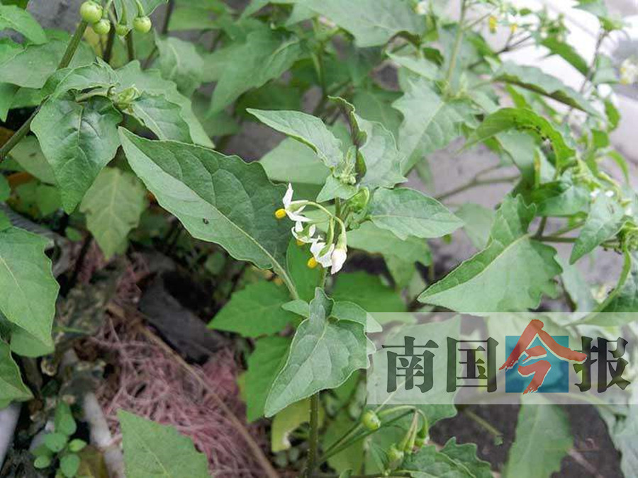 常见的哪几种野菜可吃,能吃的野菜和不能吃的野菜